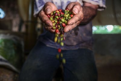 Produo de caf em Mato Grosso aumenta 102% em quatro anos