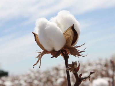 Colheita de algodo em MT atinge 78,48% da rea plantada