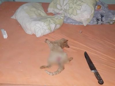 Gato  encontrado morto a golpes de faca e com sinais de estupro
