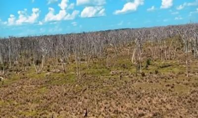 Wilson Santos sobrevoa rea quimicamente desmatada no Pantanal: um verdadeiro cemitrio de rvores