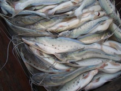 Pesca e comercializao da piracatinga so proibidas por um ano