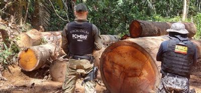 Madeira apreendida de desmatamento ilegal beneficiar reas rurais no Mato Grosso