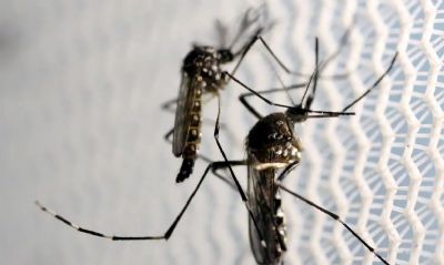 Domingo  o Dia Nacional de Combate ao Aedes Aegypti
