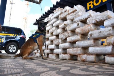 Vdeo | PRF apreende 800 kg de droga escondidos em caminhes carregados de milho