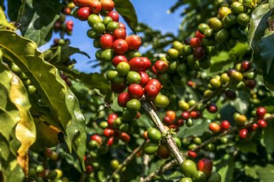 Produo de caf deve atingir 55,7 milhes de sacas na safra de 2022