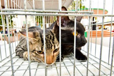 Bem-Estar Animal promove Feira de Adoo exclusiva de gatos nesta quinta
