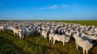 Rebanho bovino brasileiro alcanou recorde de 234,4 milhes de animais em 2022