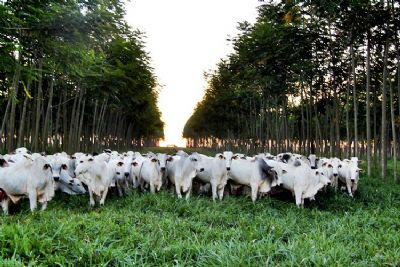 Estudo mostra que agropecuria brasileira est entre as mais sustentveis do mundo