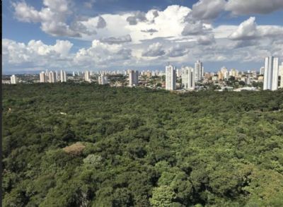 Dia da rvore: desmatamento urbano prejudica sade, aumenta calor e afeta vida na cidade