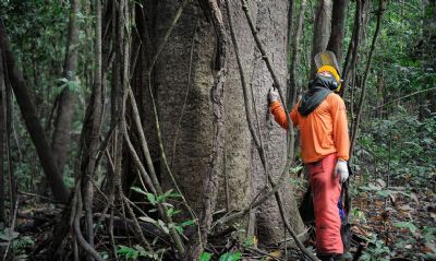 Florestas entram em lista de concesses  iniciativa privada