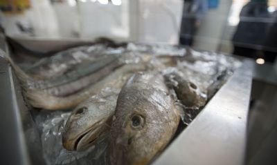 China habilita trs frigorficos brasileiros para exportar pescados ao pas