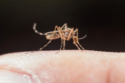 Nmero de casos de malria tem queda de 60% em MT