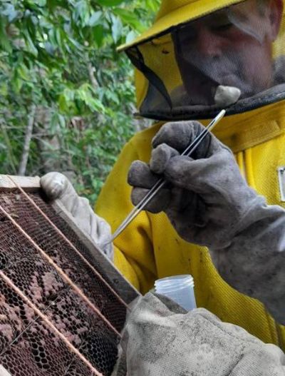 Indea orienta produtores a registrarem apirios e informar casos suspeitos de Cria Ptrida Europeia