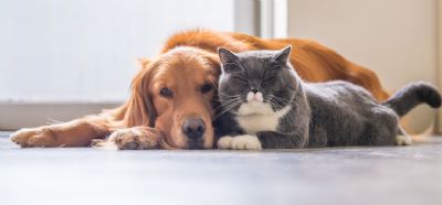 Pets: ces e gatos podem sofrer de doena semelhante ao Alzheimer