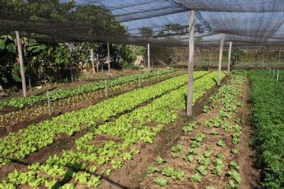 Agricultoras em Mato Grosso vo fornecer hortifruti para merenda escolar