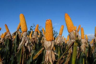 Safra do milho ser 3,8% menor e colheita deve totalizar 96,7 milhes de toneladas, diz IBGE