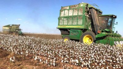 Colheita do algodo em Mato Grosso chega a 80%; foco  destruir soqueiras