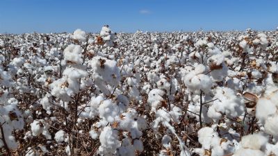 MT  responsvel por quase 70% do algodo exportado pelo Brasil em 2020