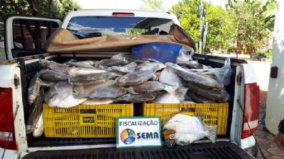 Sema apreende 256 kg de pescado no municpio de Sinop