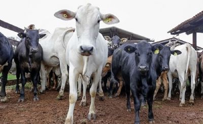 Polcia Civil prende autor de furto de gado em So Jos dos Quatro Marcos