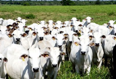 Rebanho bovino de Mato Grosso ultrapassa as 30 milhes de cabeas e se isola como o maior do pas