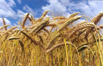 Boletim informativo destaca viabilidade produtiva de variedades de trigo em Mato Grosso