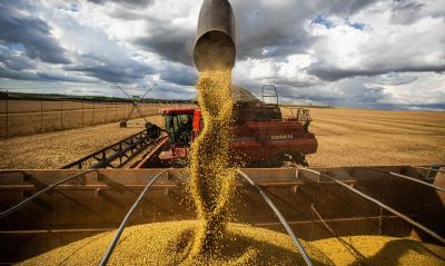 rea de soja convencional cresce quase 35% em Mato Grosso