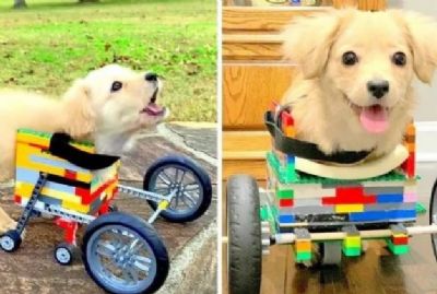 Menino constri cadeira de rodas de Lego para cachorrinha deficiente
