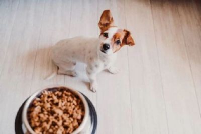Veja alguns cuidados essenciais com a alimentao dos pets no vero