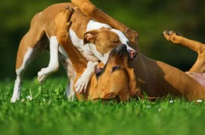 Praticantes de rinhas caninas podem ser multados em mais de R$ 4 milhes