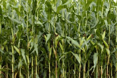 Chuva contribui para avano da produtividade do milho e MT deve ter novo recorde
