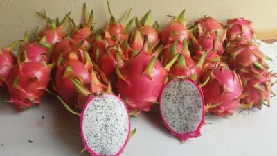 Colheita da pitaya inicia e fruto  alternativa econmica para agricultura familiar
