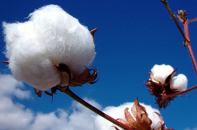 Conab: exportao de algodo pode alcanar 1,5 mi de t em 2019, aumento de 60%