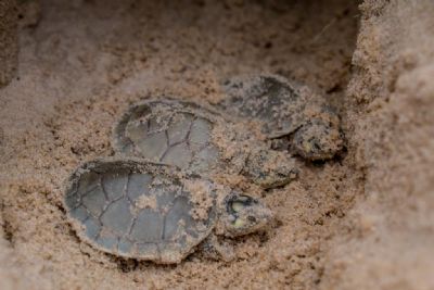 Parque estadual  berrio de mais de 350 mil filhotes de tartarugas-da-amaznia