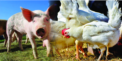 Custo de produo de sunos e frangos tem em outubro maior alta no ano
