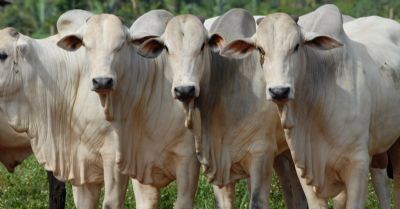 Preos do boi e vaca gorda tem nova valorizao em Mato Grosso