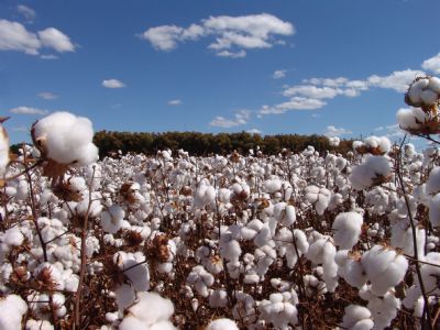 'Fundao MT em Campo 2 Safra' chega a Sapezal com informaes sobre a cultura do algodo