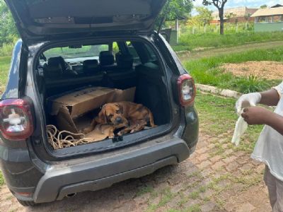 Polcia Civil e Centro de Zoonoses resgatam cadela em situao de abandono em VG