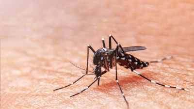 Secretaria alerta sobre nova cepa da dengue identificada em Mato Grosso