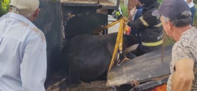 Bombeiros resgatam cavalo que ficou preso em ferragens de trailer de transporte