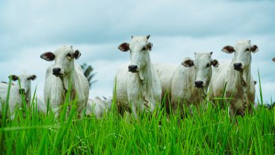 Mato Grosso abateu 2,34 milhes de bovinos no primeiro semestre deste ano