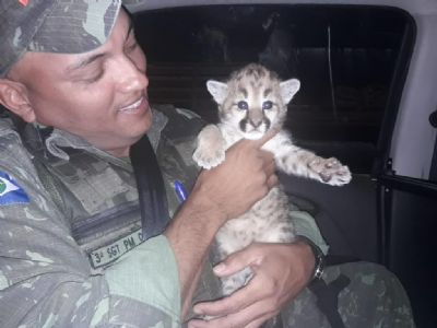 Batalho Ambiental resgata 1.050 animais silvestres; 344 voltaram para a natureza