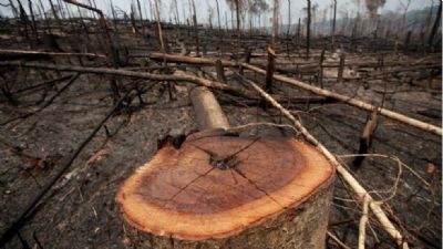 Senadores pedem a Joe Biden que no d dinheiro ao Brasil caso desmatamento no reduza
