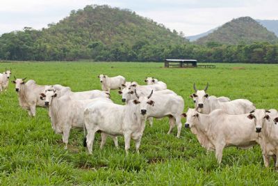 Projeto ajuda produtores a terem sustentabilidade com criao de gado no Pantanal