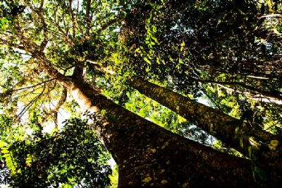 Mato Grosso reduz desmatamento no bioma amaznico em 26% no ms de junho