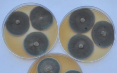Pesquisadores de MT descobrem nova espcie de fungo capaz de descontaminar solos com mercrio