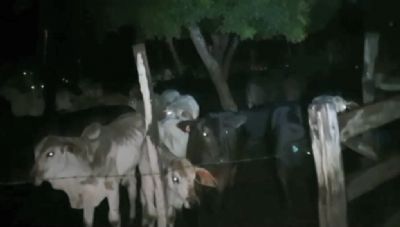 Suspeito por roubo gado  preso em ao integrada