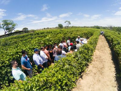 Dia de Campo apresenta potencial do Maracuj como opo  Fruticultura em MT