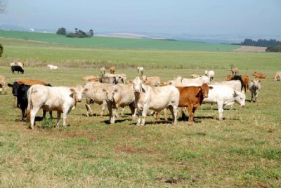 Mato Grosso pode ter foco de 'Vaca Louca'