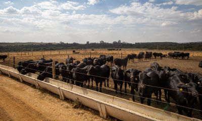 Abate de bovinos, frangos e sunos aumenta no quarto trimestre de 2022